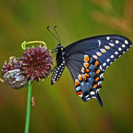 Eastern Black Swallowtail (2) (Hillsborough, New Jersey)