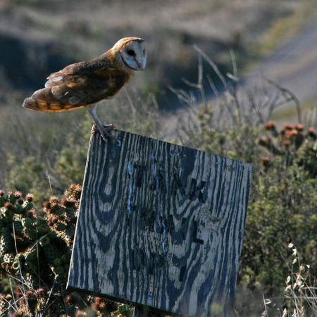 Barn Owl (San Clemente Island)