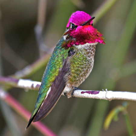 Anna's Hummingbird (4) (San Diego)