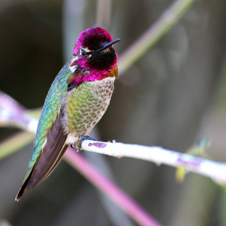 Anna's Hummingbird (San Diego)