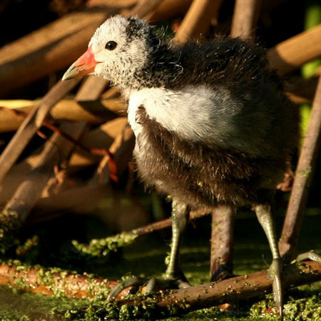 American Coot (San Diego)