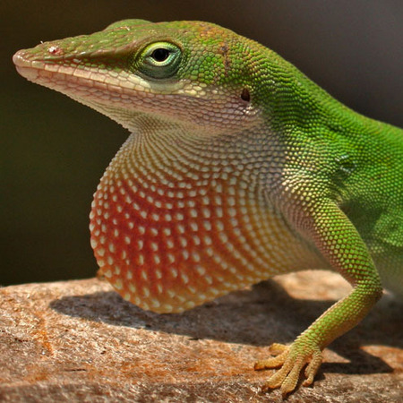 Green Anole (3 (Everglades National Park)