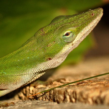 Green Anole (3) (Everglades National Park)