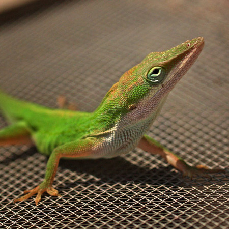 Green Anole (2) (Everglades National Park)