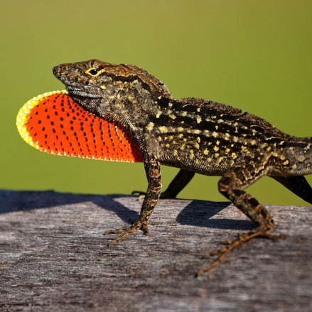 Cuban Anole (Non-native, Everglades National Park)