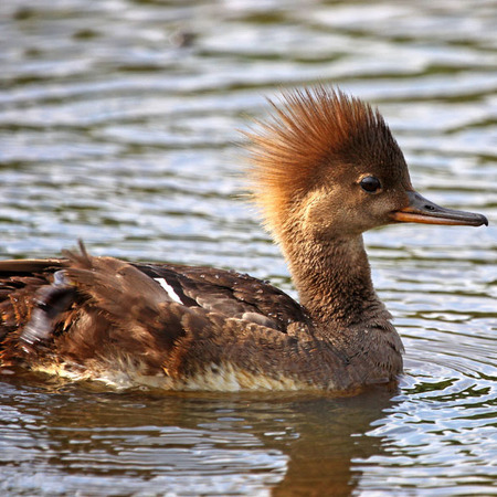 Hooded Merganser (Washington, DC)