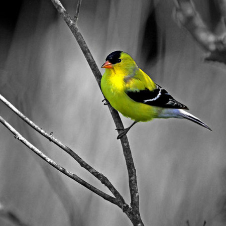 "American Goldfinch"