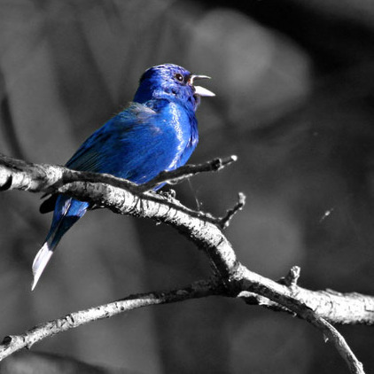 "Indigo Bunting"