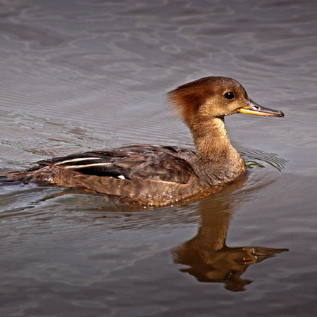 Hooded Merganser (Washington, DC)