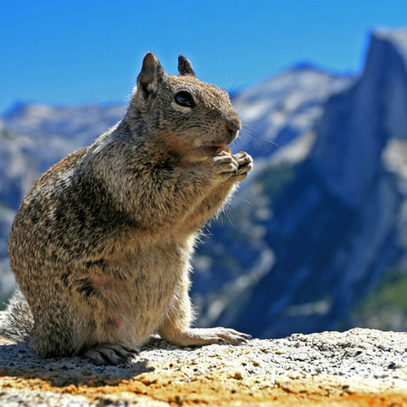 California Ground Squirrel (Yosemite National Park)