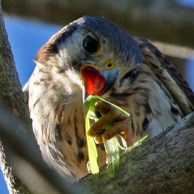 American Kestrel, Male, eating an insect.

Conservation Status: Threatened, multiple state-listed
