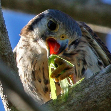 American Kestrel, Male, eating an insect.

Conservation Status: Threatened, multiple state-listed