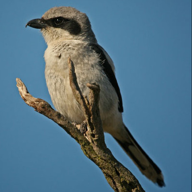 San Clemente Loggerhead Shrike, Male.
Conservation Status: Endangered, Federal Register, August 11, 1977