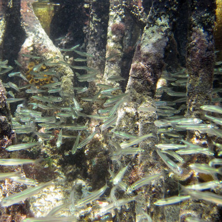 Red Mangrove Roots (1) provide excellent habitat for larval fish.