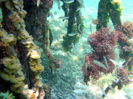 Red Mangrove Roots (2) provide excellent habitat for larval fish.