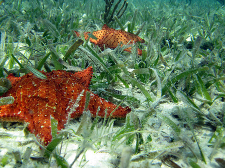 Seastars (2)