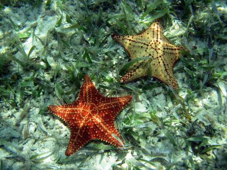 Seastars (1)