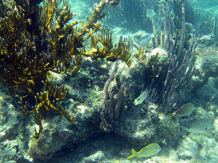 Belize Barrier Reef (3)