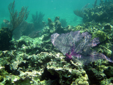 Belize Barrier Reef (2)