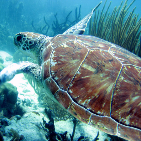 Green Sea Turtle (4) (Belize)


Conservation Status: IUCN Red List, Endangered