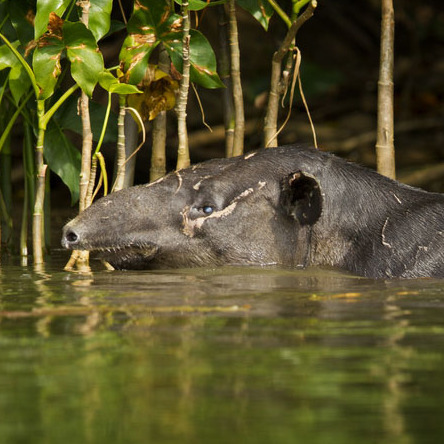 Baird's Tapir (3) (Sittee River, Belize)

Conservation Status: IUCN Red List, Endangered