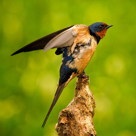 Barn Swallow (Washington, DC)