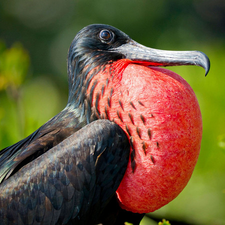 Magnificent Frigatebird, male (Belize)