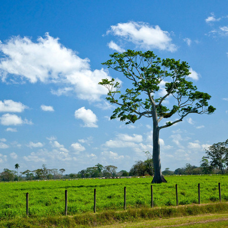 "Ceiba, the Sacred Tree" (Belize)