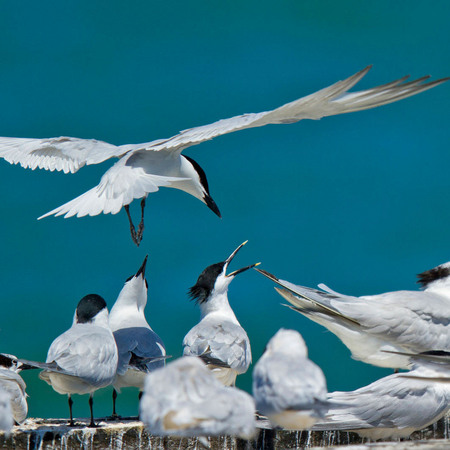 Sandwich Tern (1) (Belize)