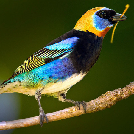 Building a nest along the riverbank: male Golden-hooded Tanager (2) (Belize)