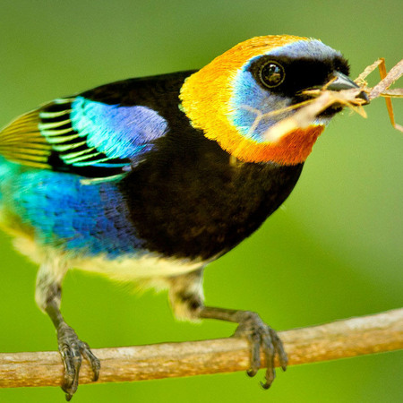 Building a nest along the riverbank: male Golden-hooded Tanager (1) (Belize)