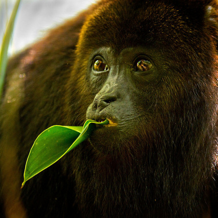 Howler Monkey (1) (Belize)