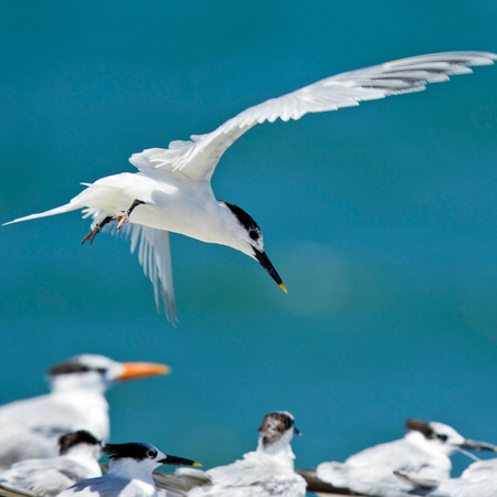 Sandwich Tern (2) (Belize)