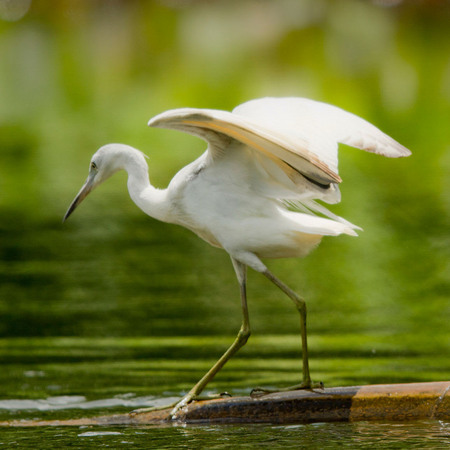 Little Blue Heron, juvenile (3)