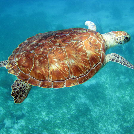 Green Sea Turtle (2) (Belize)


Conservation Status: IUCN Red List, Endangered