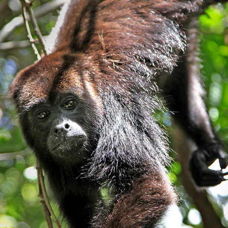 Howler Monkey (3) (Belize)