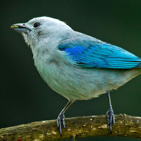Blue-gray Tanager (1) (Belize)