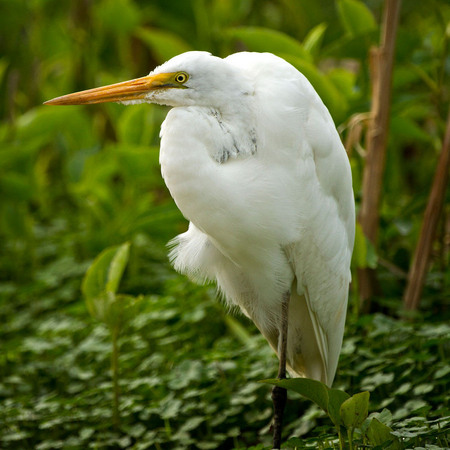 Great Egret (1) (Huntley Meadows)