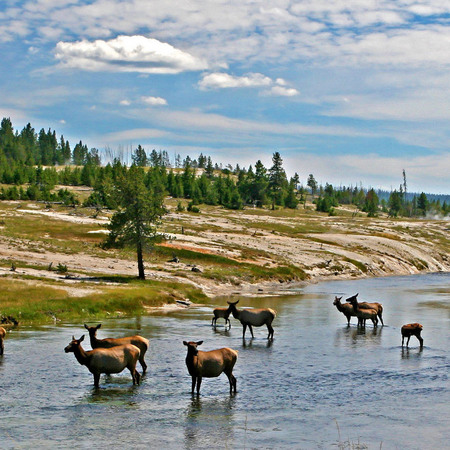 "Afternoon in Yellowstone"