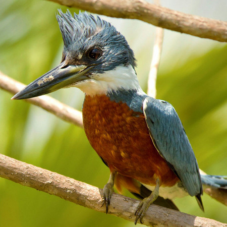 Ringed Kingfisher (Belize)