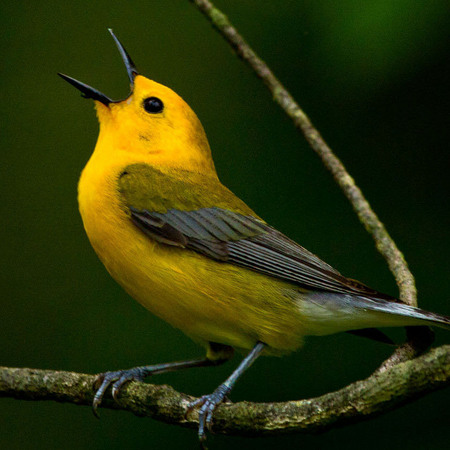 Prothonotary Warbler (Washington, DC)