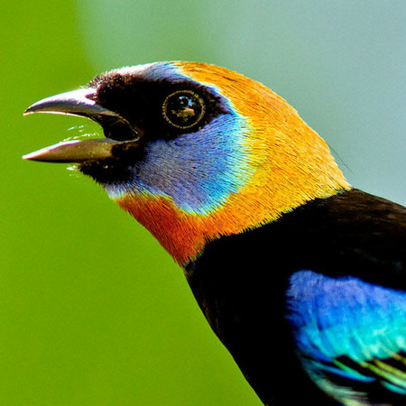 Golden-hooded Tanager (Belize)