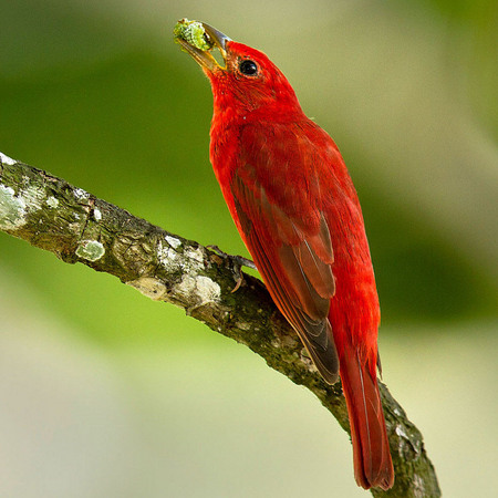 Summer Tanager, with breakfast (Belize)