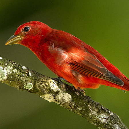 Summer Tanager (1) (Belize)