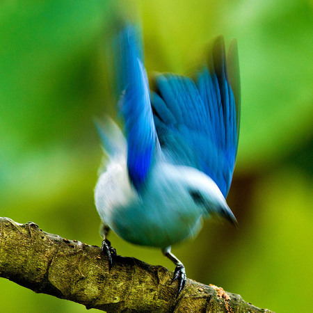 Blue-gray Tanager (Belize)