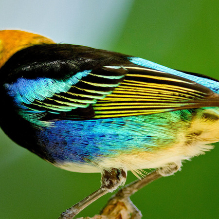 "Vibrance" The wing and flank of a Golden-hooded Tanager (3) (Belize)