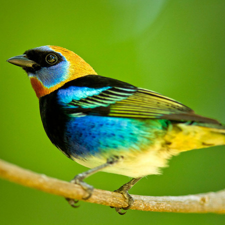 Golden-hooded Tanager (Belize)