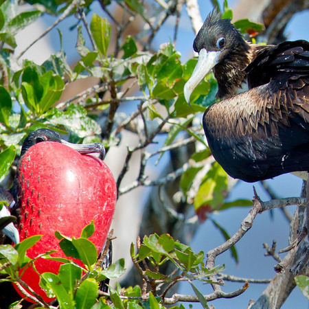 Magnificent Frigatebird mating ritual (2) (Belize)