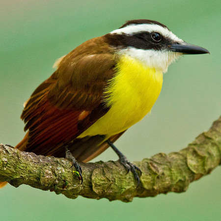 Great Kiskadee (1) (Belize)