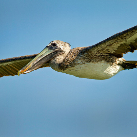 Caribbean Brown Pelican (3) (Belize)